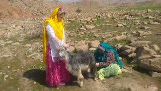 Village women milking goats and making breakfast in nature