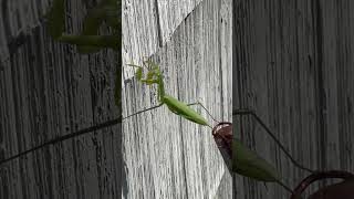 Big praying mantis !!😱😱😱