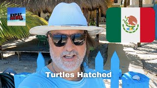 Beach Turtles Hatched