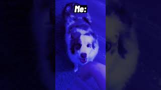 #australianshepherd #dog #pets #funnydog #cutedog #drake #draketypebeat