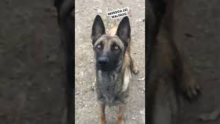 LA MORDIDA DEL MALINOIS EN CAMARA LENTA 👉😈