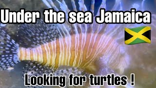 UNDER THE SEA JAMAICA! FINDING TURTLES ! M dot R - Cook and Vibe