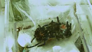 Greenbottle Blue (GBB) Tarantula Molting - Time Lapse