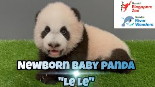 NEW SG Baby Panda "Le Le"! | Asia's 1st Brickosaurus exhibit | #mandaiwildlifereserve  #riverwonders