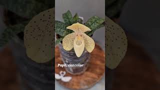 Paphiopedilum concolor