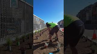 Time-lapse of plant placement for landscaping project  #shorts #plants