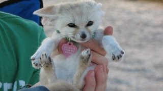 A Baby Fennec Fox's ADHD Way To Love