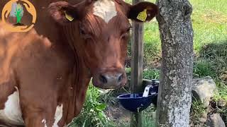 Cow Farming Suggestion