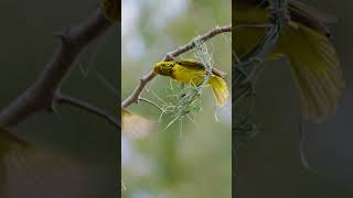 bird building nest#birds