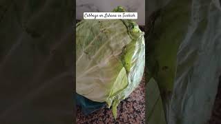 Cabbage or Lahana in Turkish. #shorts #lahana #cabbage #food #pinayinturkey