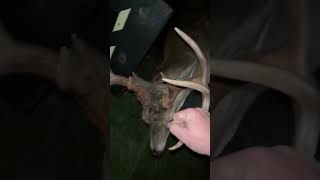 11 pointer neck shot