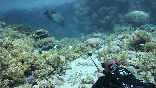 Napoleon wrasse at Ras Mohammed national park, Red Sea