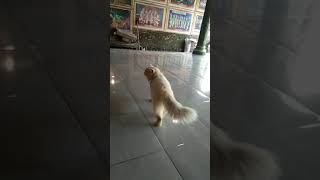 Jangan menjauh dariku ,Kucing lucu ,funny cats video si key#shorts