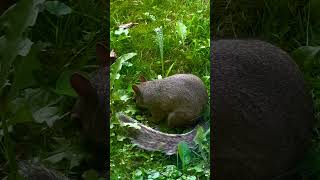 Squirrel's ADORABLE Lunchtime Reaction