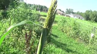 Update: Perennial Sorghum and Corn pollination issues