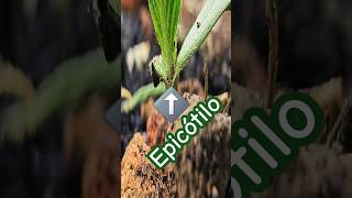 🌱 Epicótilo emerge entre los cotiledones y los nomófilos unifoliados #DerechoALaSalud #UvaDeInvierno