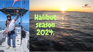 Halibut season2024| No Skunk Day at the Bay| Oyster Point