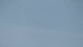 Wood Pigeon migration over Seaton - 06/11/23