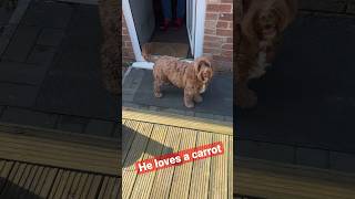 He loves his carrot #cockerpoo #frozen #carrot #dog #shorts