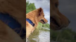 Into the water #Goldenretriever #SeetDog #Goldie #NatureLover #Shorts