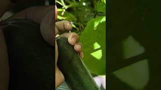 Harvested cucumber garden #shorts #garden