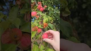 This wild apple tree has the tiniest apples 🍎 #apple #nature #organic #brat