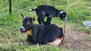 Nigerian Goat Babies! Goat Kids 2020