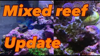 Update on the mixed reef aquarium