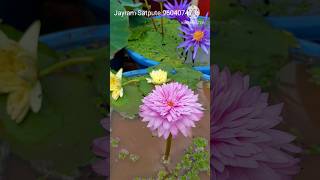 We are Waterlily not lotus #garden #waterlilly  #lotus #flower #gardening | multipetal Waterlily