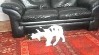 cats acrobatically having playful fight