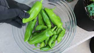 THESE PEPPERS GOT BIG SO QUICKLY!!!