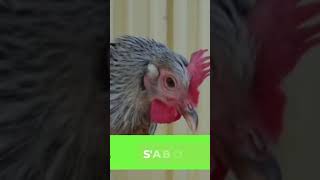 10 races de poules menacées de disparition (vidéo complète à 21h)