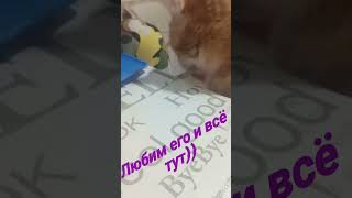 Кот, просто Вася!