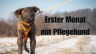 Erster Monat mit ängstlichem Pflegehund aus dem Auslandstierschutz - Neues entdecken & Mut gewinnen