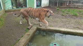 Sibirischer Tiger in Zoo Neuwied.