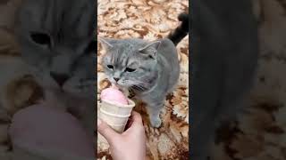 Ice cream cat :)