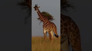 Earth's Tallest Animals: The Giraffes of Africa