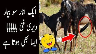 ایک انار سو بیمار ہاہاہاہا - واٹس ایپ کی سب سے مزیدار ویڈیو