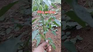 Y pruning siling panigang #silifarmers#gardening #subscribe