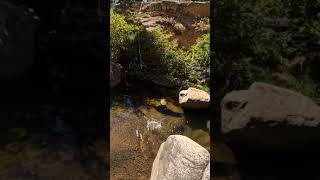 CUTTHROAT CRUSHES DRY FLY #shorts #fishing #trout