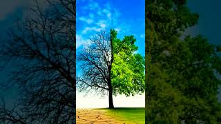 beautiful tree🌳 valkkaiyin irupakkam 7th 🎥 #youtubeshorts nice Love song❤🎶