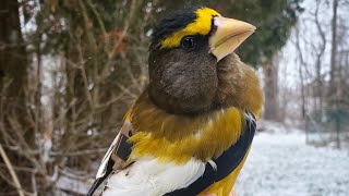 Tagging Evening Grosbeaks in PA