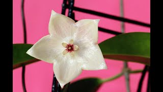 Hoya apoda or Hoya evelinae? You Be The Judge!