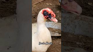 Ducks Mania| Vaathu Valarpu | Pekin Duck | Muscovy duck | country duck | #Shorts