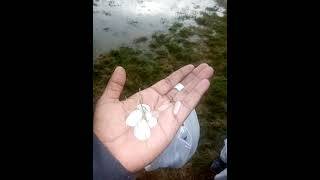 Zala Bari Olay | Barish ژالہ باری #olay #strom #youtubeshorts #viral #trending #multan #weather