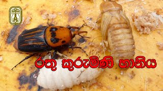 රතු කුරුමිණි හානිය