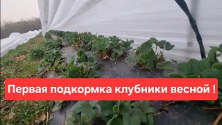 Подкормка клубники весной / Как вносить удобрения для клубники