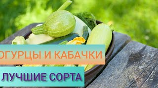 Огурцы и кабачки 2019 ⚡! Топ самых вкусных и урожайных сортов F1.