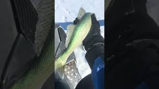 Lake Winnipeg Greenback Walleye