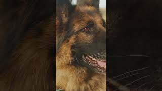 Interesting Facts About The Amazing German Shepherd